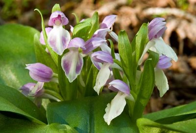 Showy Orchis 3