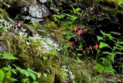 Stonecrop and Fire Pinks