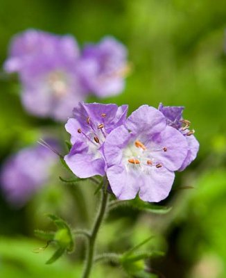 Purple Phacelia 2