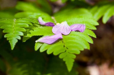 Geranium Petals