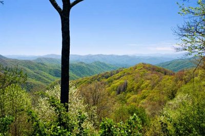 Newfound Gap Road View 2