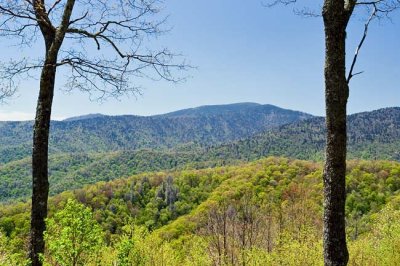 Newfound Gap Road View 4