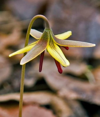 Trout Lily 3