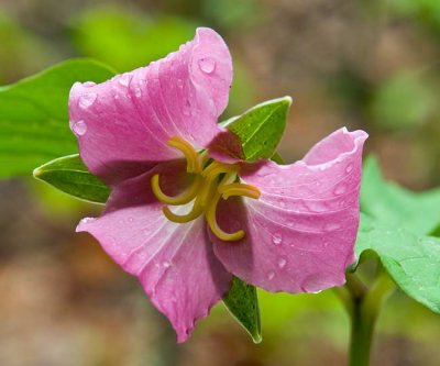 Southern Appalachian Wildflowers