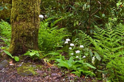 Ramsay Cascades Trail 6