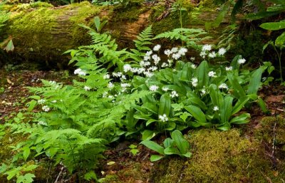 Ramsay Cascades Trail 9