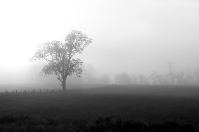 Fog in Cades Cove