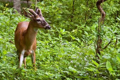 Cades Cove 41