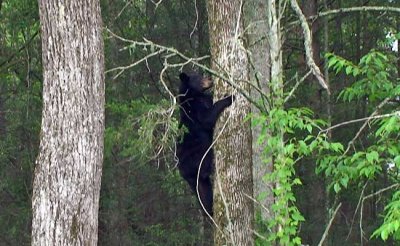 Cades Cove 43