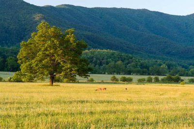 Cades Cove 49