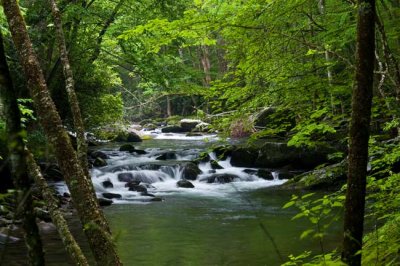 Little River - Elkmont area GSMNP