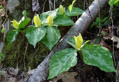 Yellow Trillium 1