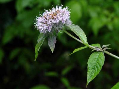 Mountain Mint