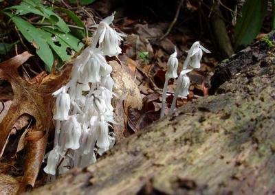 Indian Pipes 1