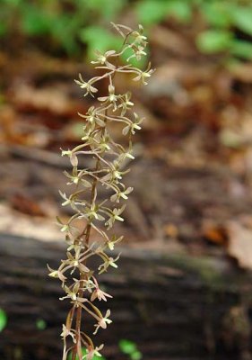 Cranefly Orchid 1