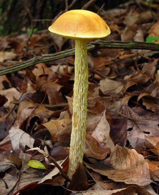 Shaggy-stalked Bolete