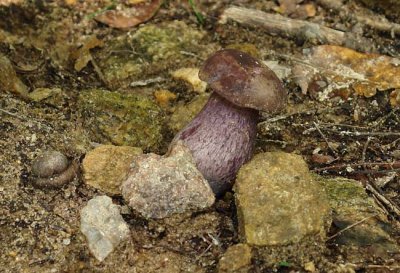 Violet-gray Bolete