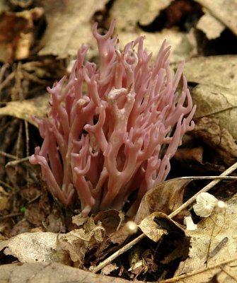 Coral Fungus 3