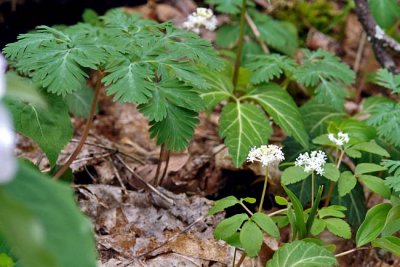 Dwarf Ginseng 2