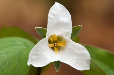 White Trillium 2