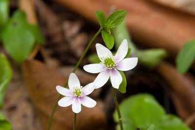 Hepatica 4