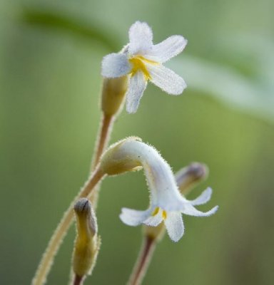 One-flowered Broomrape 2