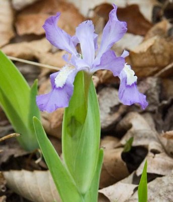 Dwarf Crested Iris 1