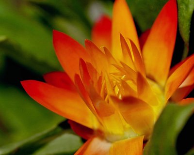 Orange Flame Sraw Flower