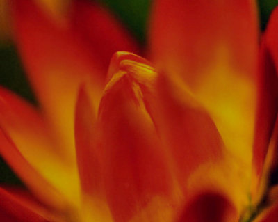 Orange Flame Straw Flower