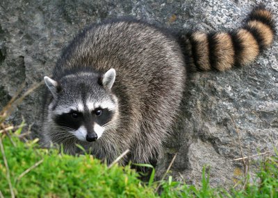 Raccoon_8111.jpg