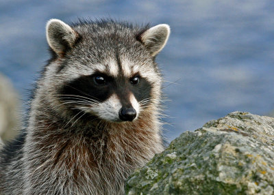 Racoon_8104_edited-1.jpg