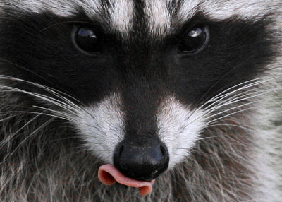 RacoonCloseUp_8114.jpg