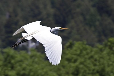 Egret_Flying_1333.jpg