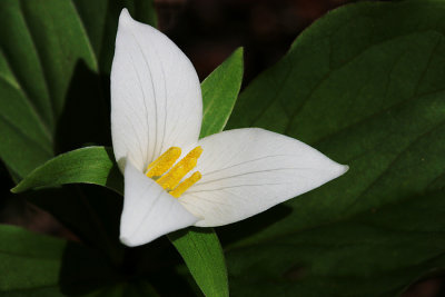 Trillium_1807.jpg