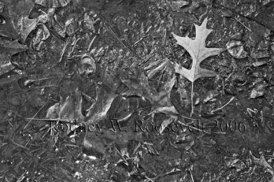 g3/79/254479/3/55924138.leaves.jpg