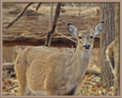 campus deer.jpg