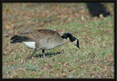 Canada Goose 2_edited-1.jpg
