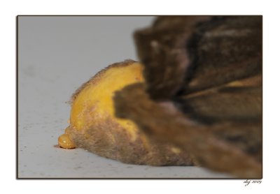 D_2048 aa eggs 1.jpg