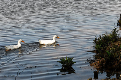 Lake Carol Ducks aa.jpg