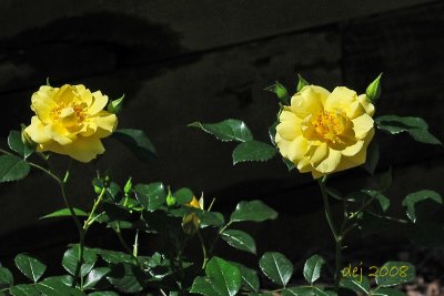 D_4283 aa.jpg