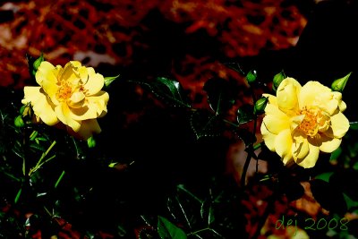 D_4291 aa.jpg
