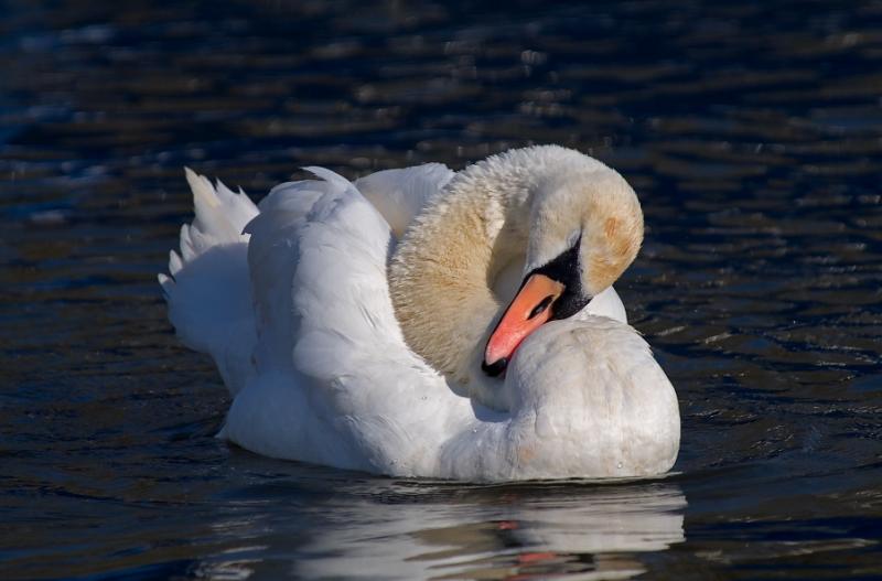 Swan.