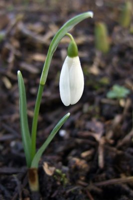 Snowdrop..