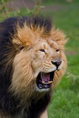 Roaring Lion.