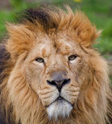 Face Of A Lion.