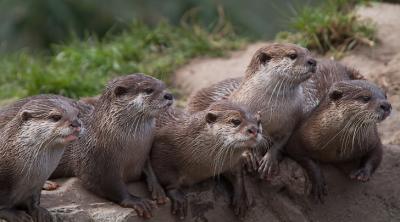 Otter Community.