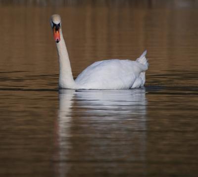 Swan.