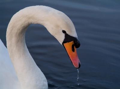 Swan At Dusk.