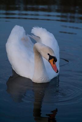 Swan At Dusk.