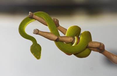 green tree viper